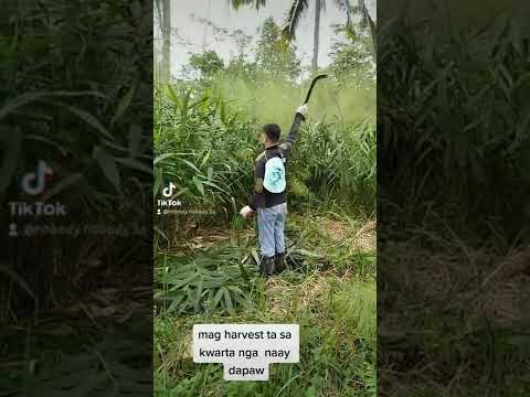 how to harvest tiger grass (lawi lawi) for lanot making (soft broom)