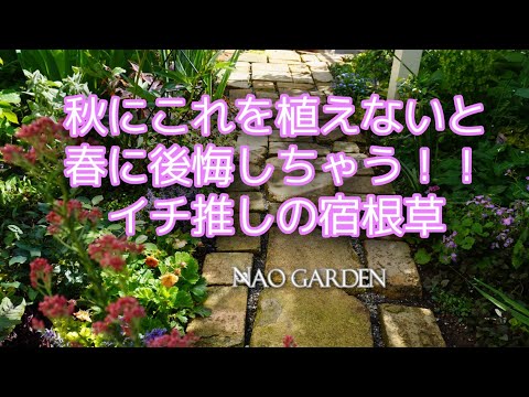 秋の球根植物を地面に植える花は何ですか