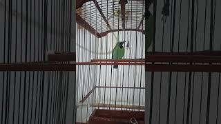 Download lagu #cucak ijo isian kunti mp3