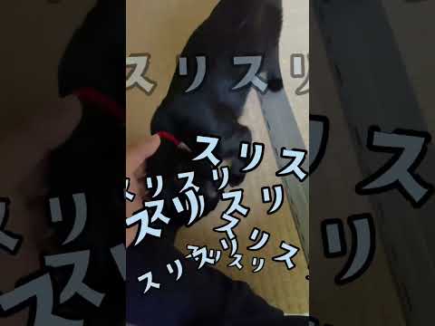 猫のアイコン