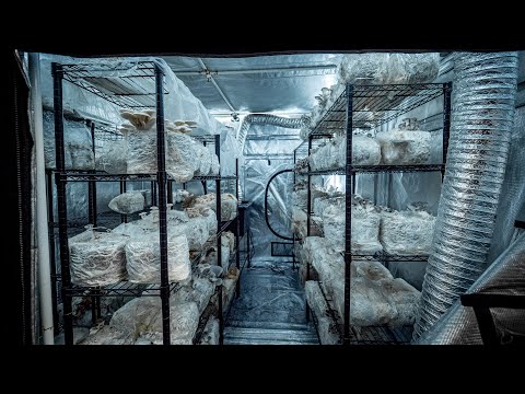 Tour of a Mushroom Farm | PARAGRAPHIC Origins