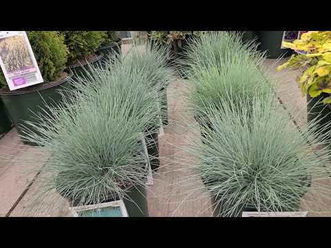 Festuca 'Elijah Blue' + 'Cool as Ice' (Blue Fescue) //Gorgeous,💙 EASY care Grasses for Sunny Sites!