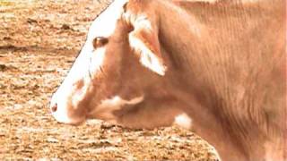 Bonde Do Role - Vitiligo