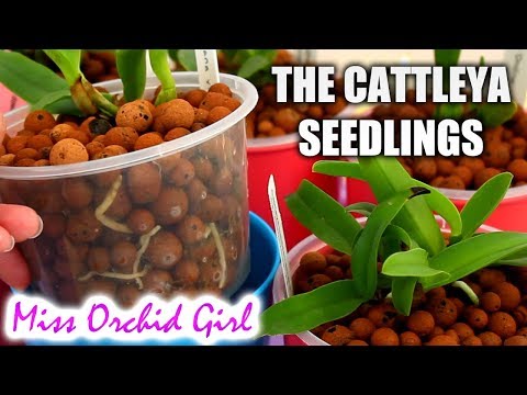Cattleya Orchid seedlings Update - The growing season