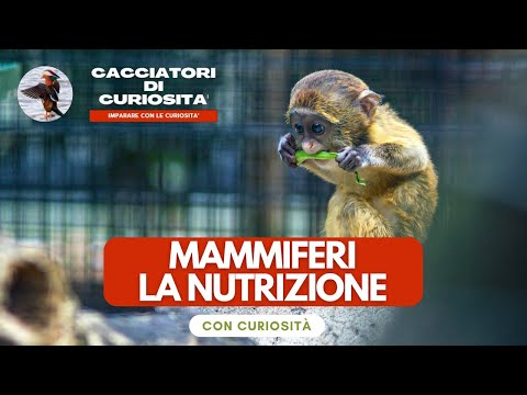 Vertebrati Mammiferi - La NUTRIZIONE per la scuola primaria