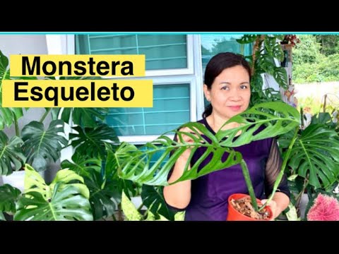 , title : '(Part2)Monstera Esqueleto Care Guide//Unfurled successfully
