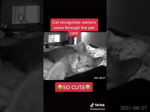 Cat: Recognizes Owner's Voice Through Pet Cam #Shorts (See Description)