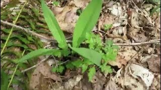 how to find wild ramps or leeks