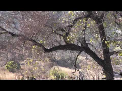 Djuma: Hosana male leopard at pan and Tingana in back tree line - 08:07 - 07/24/18