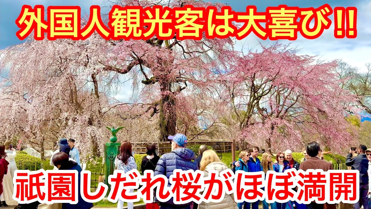 2026年3月26日 【京都の桜🌸】外国人観光客は大喜び‼️祇園しだれ桜🌸がほぼ満開 【円山公園】Gion Weeping Cherry Tree in Maruyama Park
