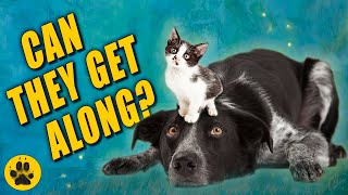Border Collies and Cats