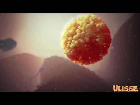 LA FECONDAZIONE UMANA