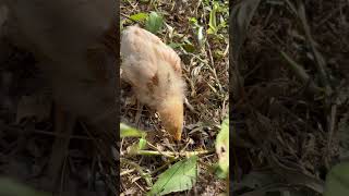 ひよこVSムカデ #ひよこ #赤ちゃん #癒し #動物 #かわいい #chicken #animals#戦い