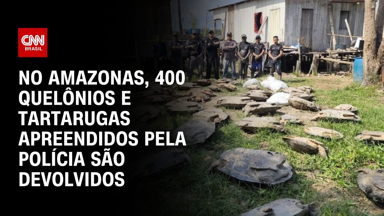 No Amazonas, 400 quelônios e tartarugas apreendidos pela polícia são devolvidos | LIVE CNN
