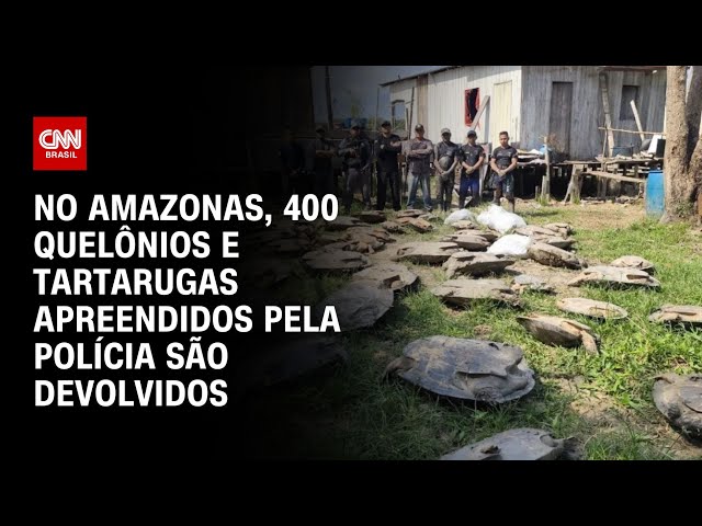 No Amazonas, 400 quelônios e tartarugas apreendidos pela polícia são devolvidos | LIVE CNN