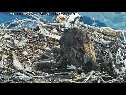 Port_Lincoln Osprey | Sibling rivalry | Mom worried about chicks fight | Dad bring fish |29.09.2021
