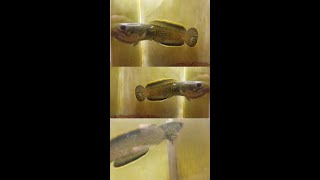 Download lagu 5 CARA BIKIN LIMBATA WC SATEL ANTI GAGAL 🔥🔥🔥 mp3