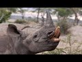 Rhino Sounds - Noises