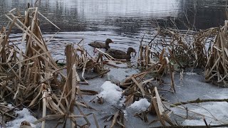 Охота на селезня с подсадной.