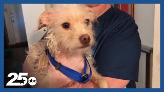 Waco pet owner claims city took her dog unnecessarily, City says its standard protocol