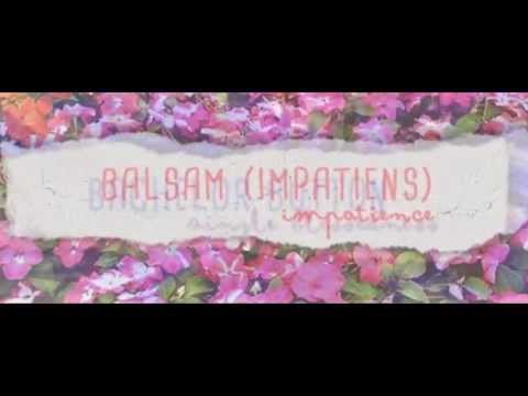 Flowers meaning / language