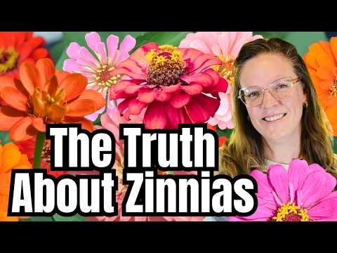 Die Wahrheit über Zinnien 🌸 | Was dir niemand erzählt!