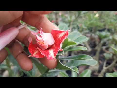 peça seus enxerto no paraíso das flores de Pimenta Bueno Rondônia é só alegria