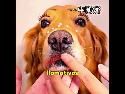 Este perro brilla por sí solo.#funny  #animals  #shorts #dog