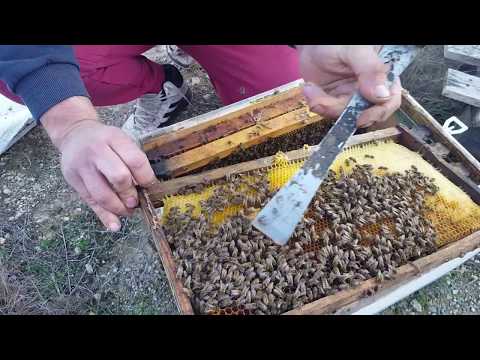 , title : 'Έλεγχος μελισσιού για αποθέματα και σωστή κατανομή τροφών'