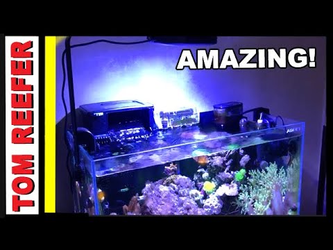 Amazing 17 gallon mixed reef ( REEF TANKS AROUND THE WORLD ) LATINA, ITALY