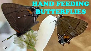 HOW TO FEED TINY BUTTERFLIES IN CAPTIVITY
