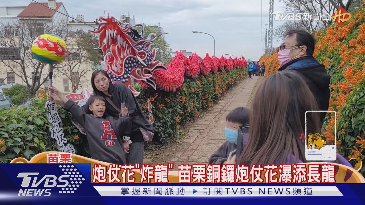 炮仗花「炸龍」 苗栗銅鑼炮仗花瀑添長龍