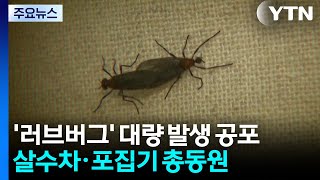 '러브버그' 대량 발생 공포에...살수차·포집기 총동원 / YTN