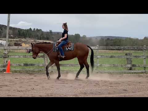 Hunter- 2016 AQHA Gelding English & western