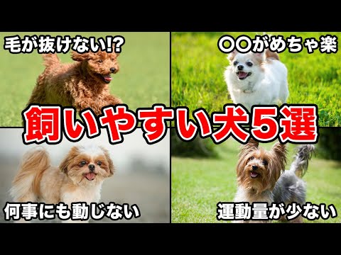 しつけやすい犬種10選