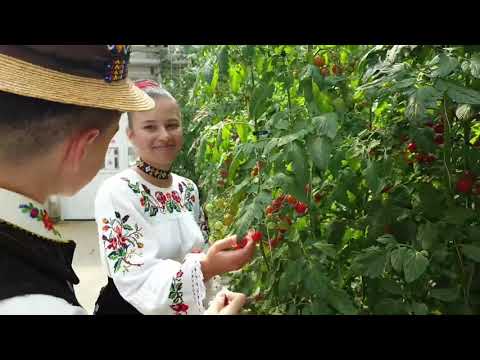 Rosiile ecologice maramuresene - Cernesti