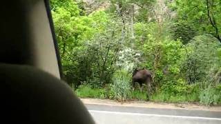 preview picture of video 'Baby Moose in Salt Lake'