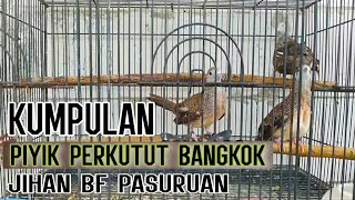 Download lagu KUMPULAN PIYIK PERKUTUT BANGKOK USIA 2 - 5 BULAN RING JIHAN BIRD FARM PASURUAN mp3 Download lagu KUMPULAN PIYIK PERKUTUT BANGKOK USIA 2 - 5 BULAN RING JIHAN BIRD FARM PASURUAN mp3