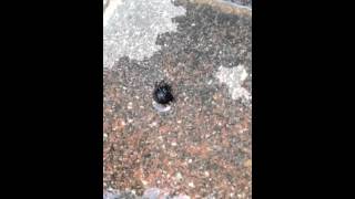 Black Widow Drowning