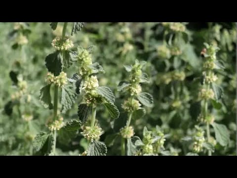 Unguraș, beneficii, proprietăți, mod de utilizare și contraindicații