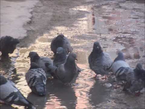 Arsız Bela  Haylaz RapAtack Ft Esmer Maruz   Hıçkırıklarımla Boğdum