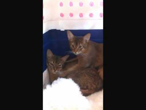 Somali kitten Verdi gives his buddy Apollo a massage