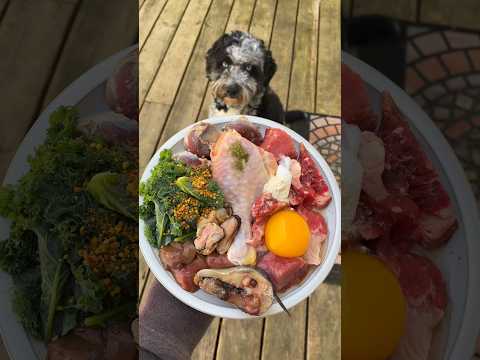 Feeding Dogs: 1000 calories BARF Raw Dog Food