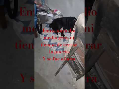 A Ver Que Onda #casagrande #miradacanina #cordoba #perros