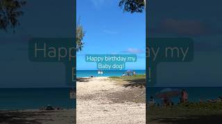 世界一美しいハワイのビーチで愛犬のお誕生日を祝う#ハワイ生活 #ハワイ在住 #犬のいる暮らし #shorts