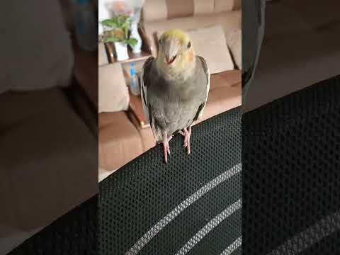 Happy baby #cockatiel #happybird