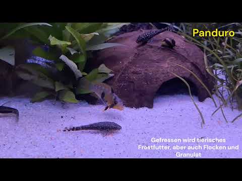 Fischvorstellung: Panduro Zwergbuntbarsch