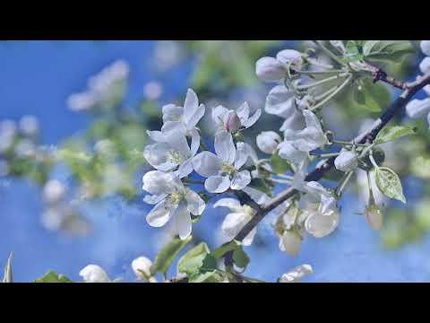 Cor mixt Betleem Londra - Ierusalim