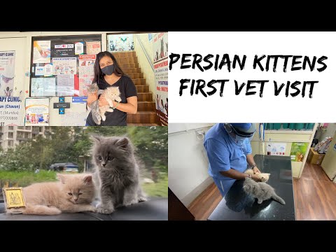 My kittens first Vet👨🏻‍⚕️visit | Veterinary Clinic | Persian Cat |#soniapandeyvlogs #vetvisit #cat