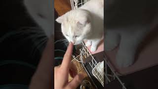 【猫多頭飼い】猫たちの晩御飯は❓ #猫動画 #猫かわいい  #ネコ #ねこ #cats